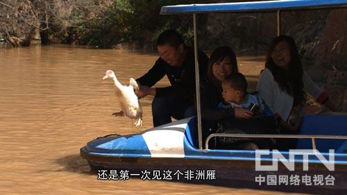 游客與非洲雁嬉戲