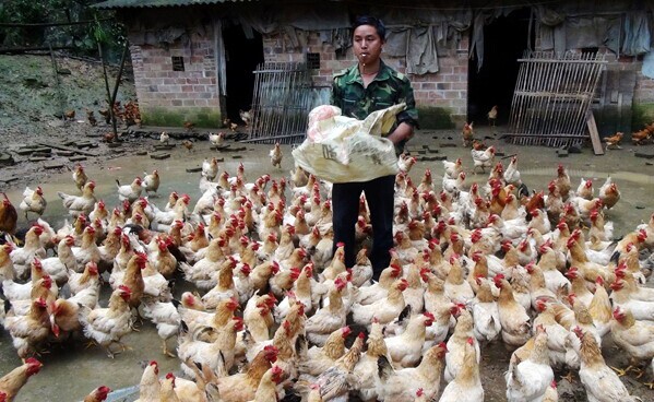 江西鄭祖程創(chuàng)業(yè)養(yǎng)土雞