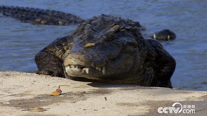 養(yǎng)殖鱷魚(yú)創(chuàng)業(yè)