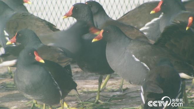 黑水雞養(yǎng)殖