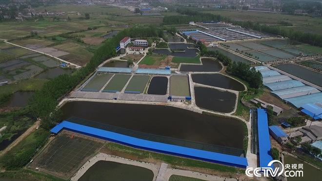 湖北孝感戴國俊養(yǎng)殖黑水雞